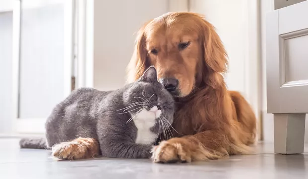 cachorro-gato-pets-bichos-estimacao_2